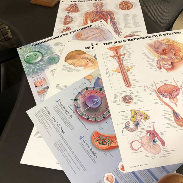 Picture of Anatomical Laminated Chart